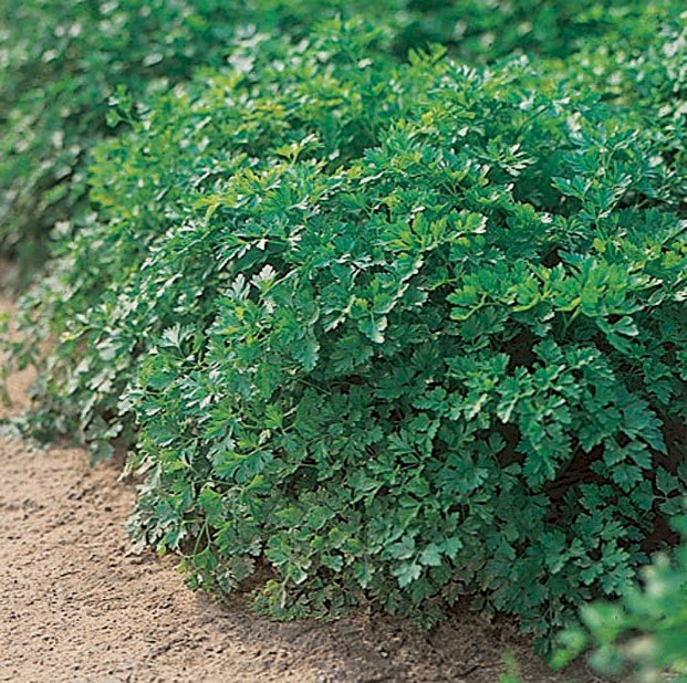 Géant d'Italie race NOVAS