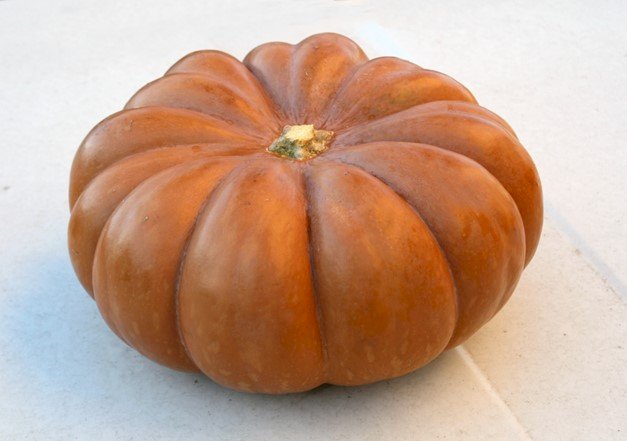 Musquée d'Hiver de Provence