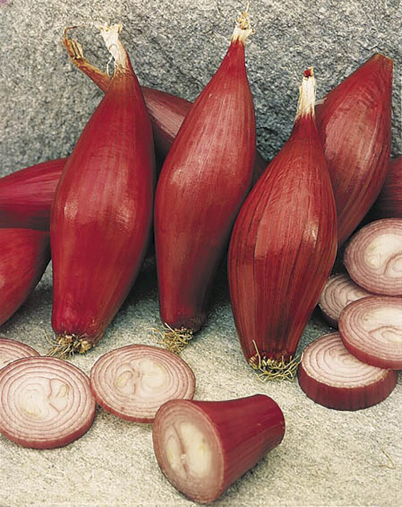 Rouge Long de Florence