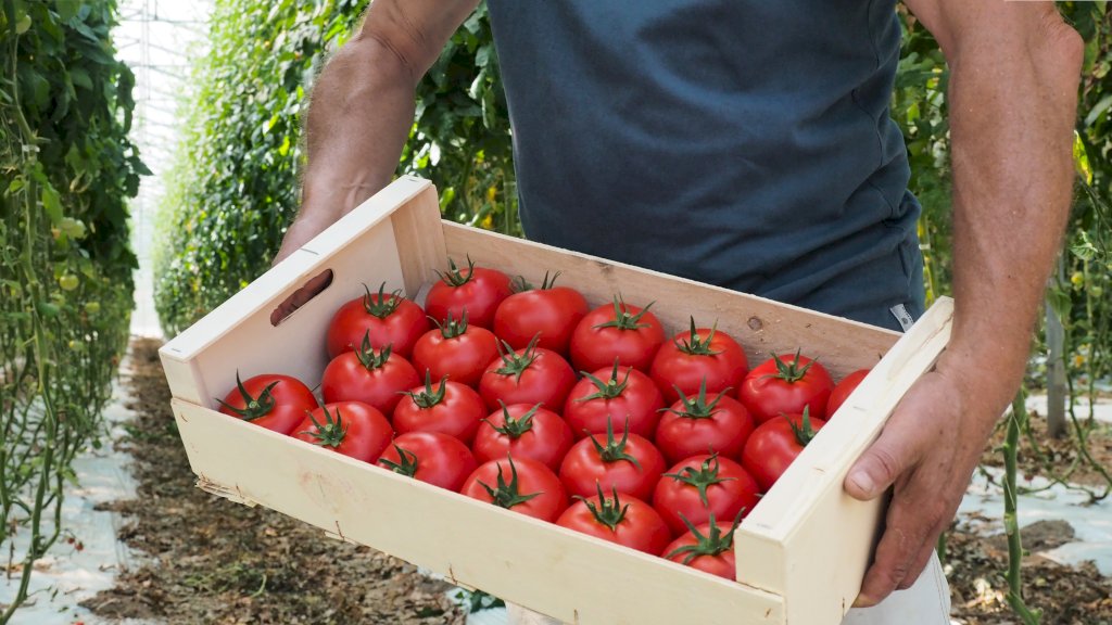 GALAXEEN F1 (HMC44308)