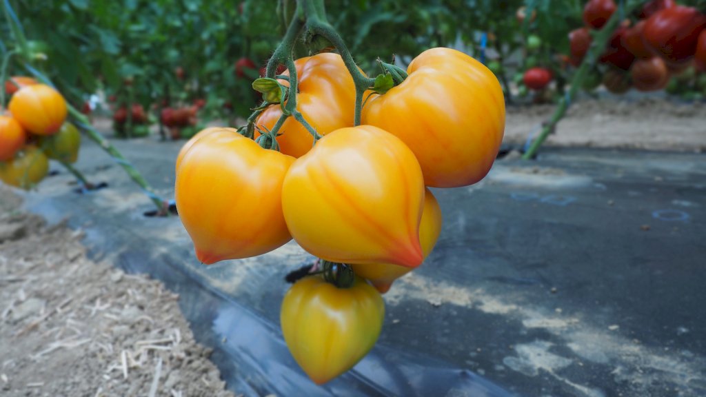 FLAMANSUN F1 (HMC44395)