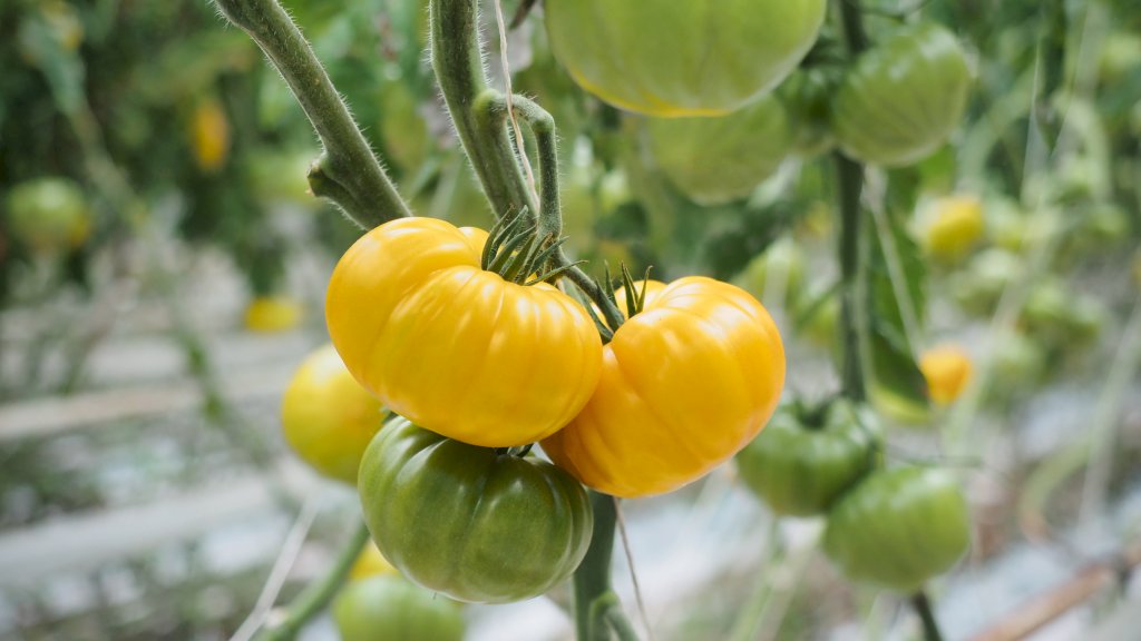 DELISUN F1 (HMC44514)