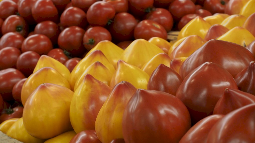 FLAMANSUN F1 (HMC44395)