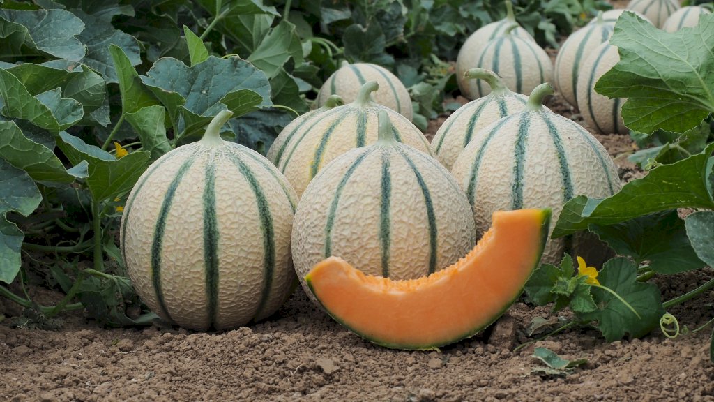 KAPUCIN F1 (HMC451522)