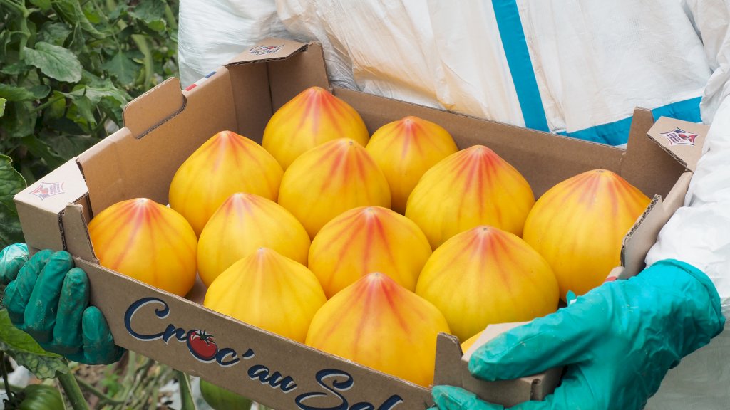 FLAMANSUN F1 (HMC44395)