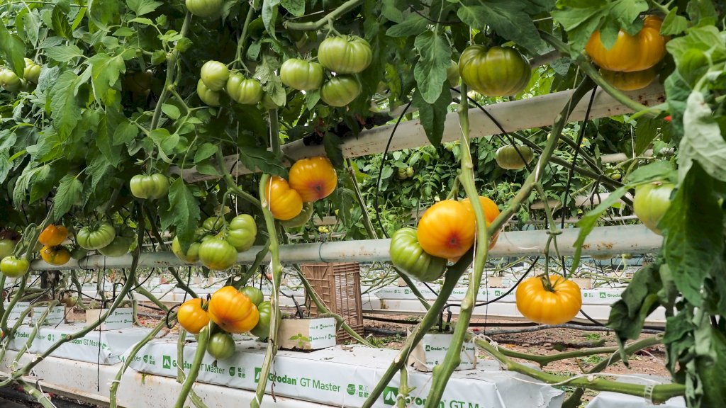 DELISUN F1 (HMC44514)