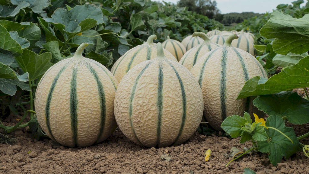 KAPUCIN F1 (HMC451522)