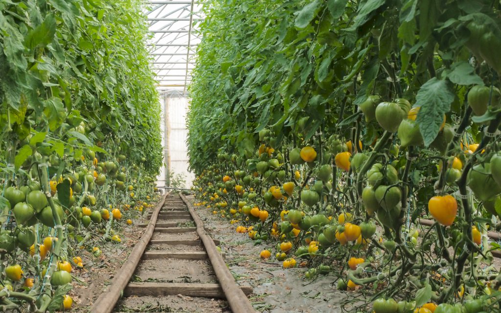 FLAMANSUN F1 (HMC44395)