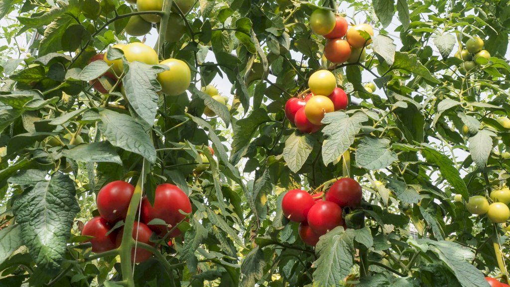 GALAXEEN F1 (HMC44308)