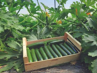 APOGIA F1 (HMC24776)