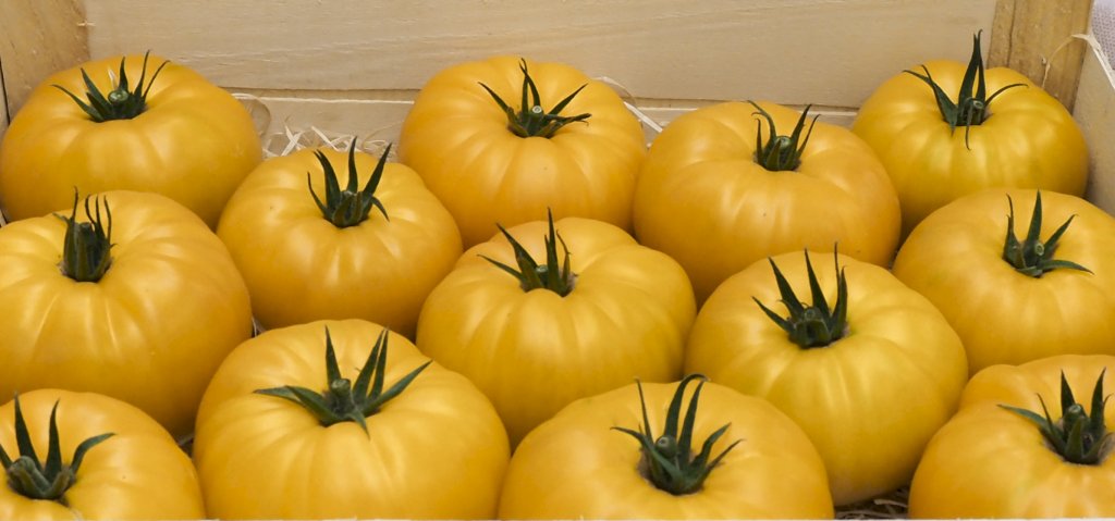 DELISUN F1 (HMC44514)