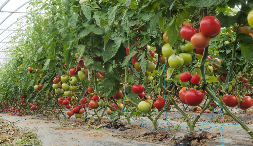 GALAXEEN F1 (HMC44308)