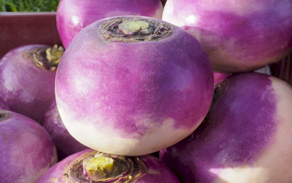 de Nancy à Feuille Entière race ARAMIS