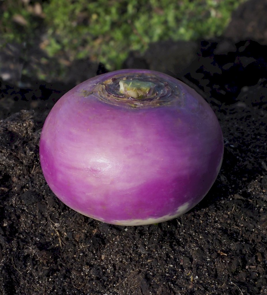 de Nancy à Feuille Entière race ARAMIS