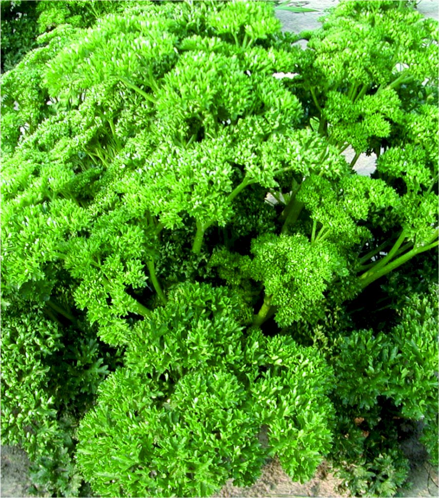 Frisé Vert Foncé race FRISON