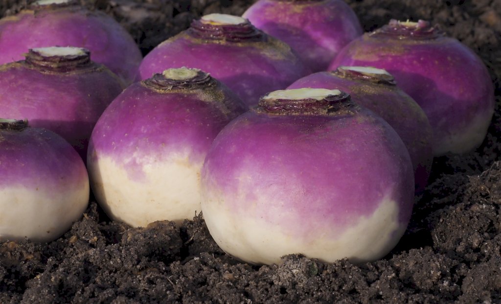 Blanc Globe à Collet ARMAND