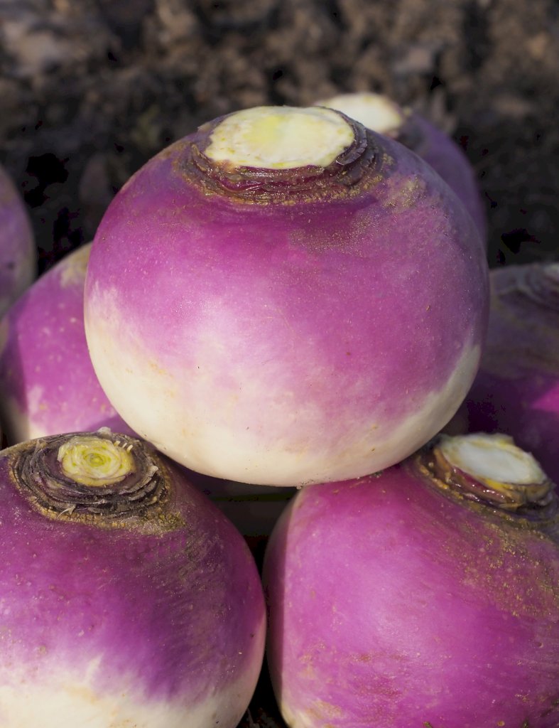 Blanc Globe à Collet ARMAND