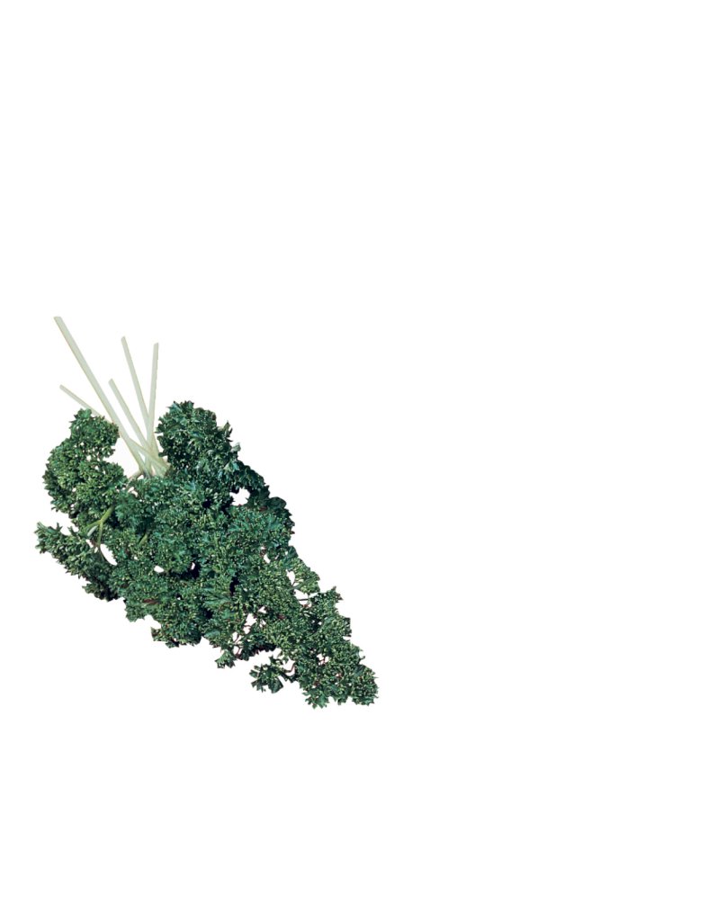 Frisé Vert Foncé race FRISON