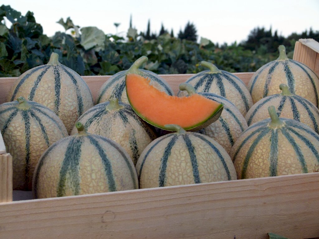 TROKADERO (HMC451590) F1