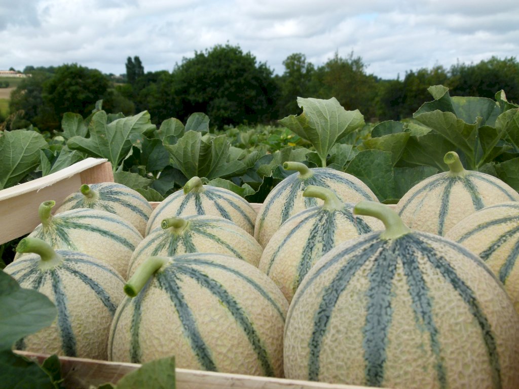 TROKADERO (HMC451590) F1