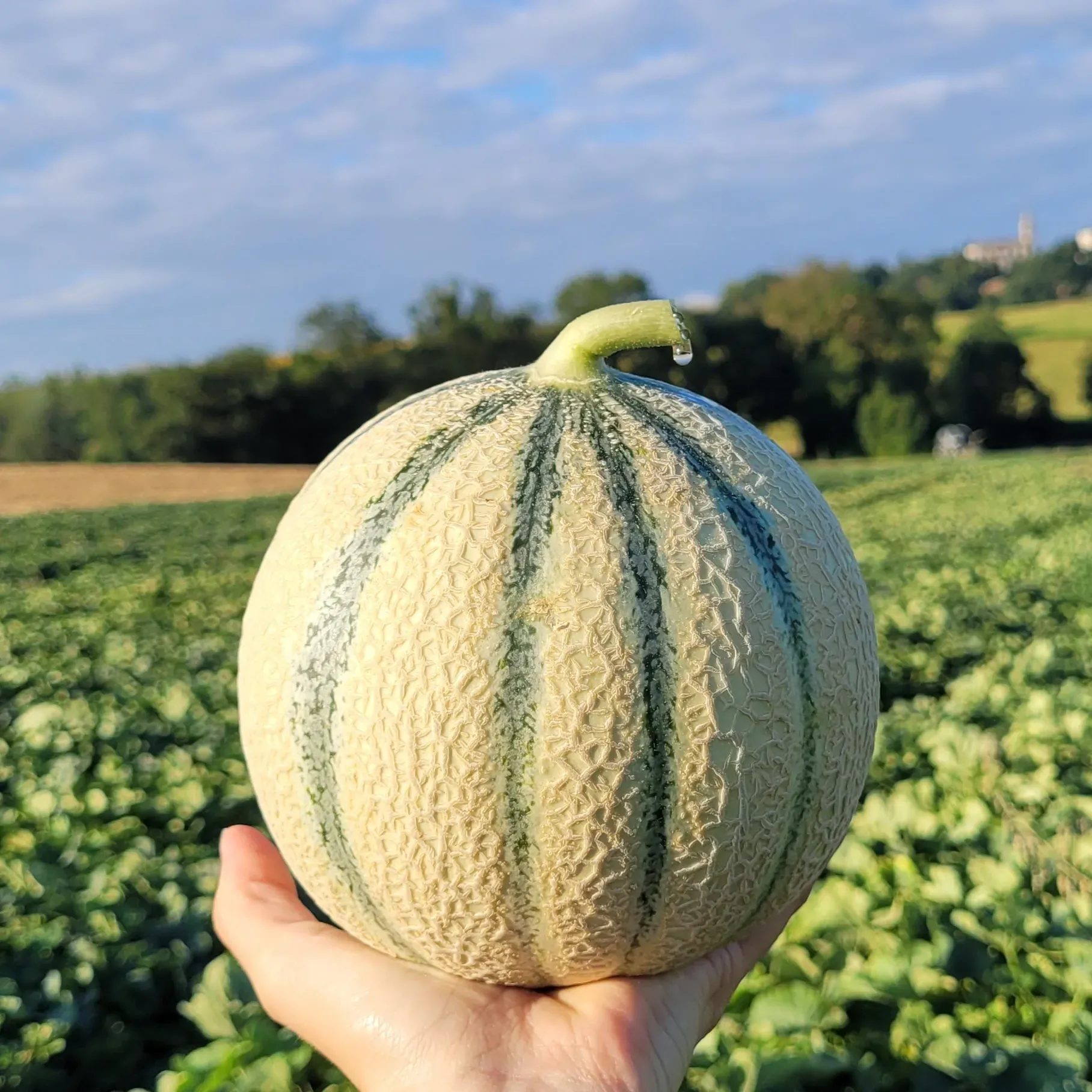 HMC 451590 (TROKADERO) F1** tenu en main dans un champ de melon