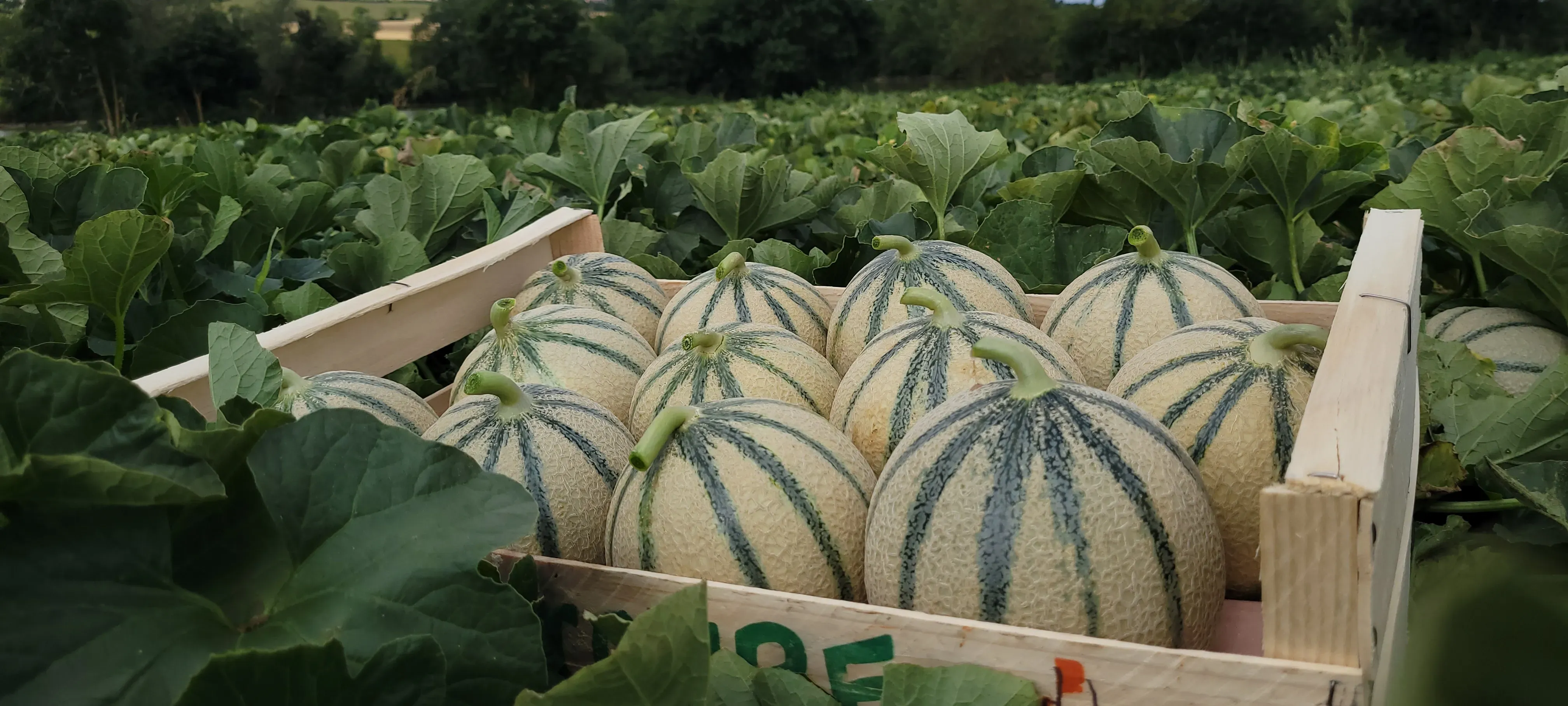 Caisse de melon HMC 45 1590 (TROKADERO) F1**