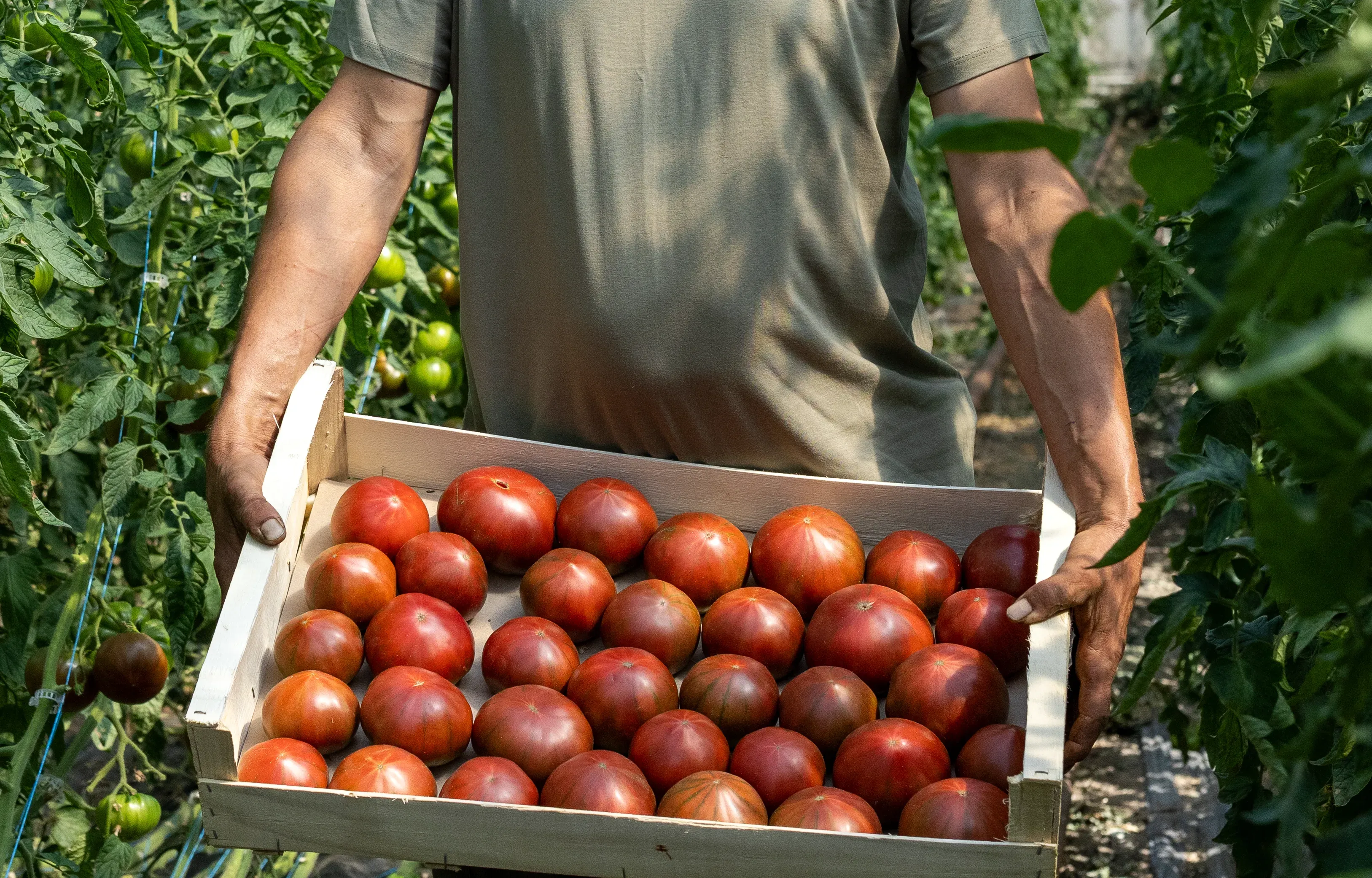 HMC 44657 (HOKA) F1**, nouveauté de tomate côtelée noire en colis de 12 kgs porté par l'un des clients HM.CLAUSE