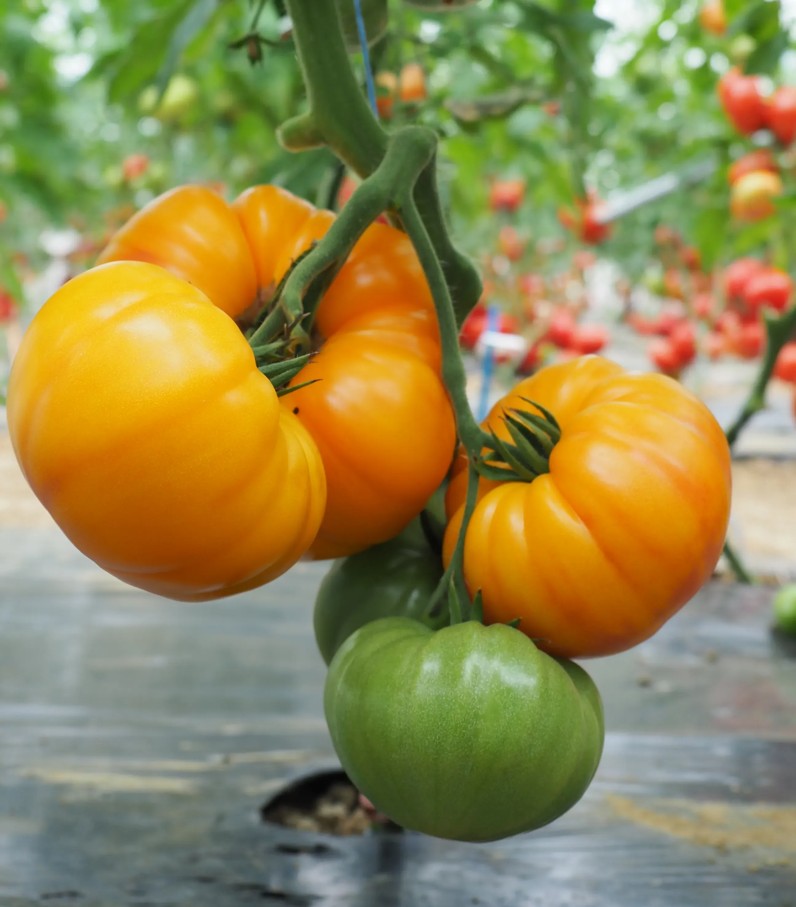 DELISUN F1*, la côtelée jaune, flammée à maturité sur plante