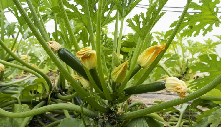 Gloria F1, courgette HM.CLAUSE sur plante, disponible en Agriculture biologique