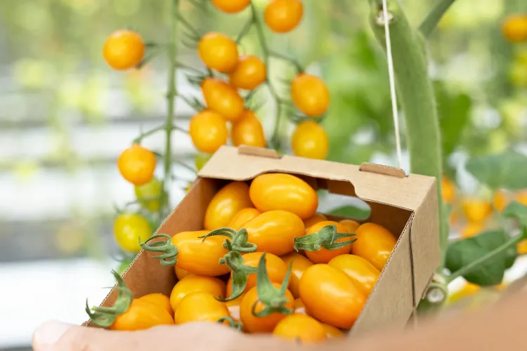 photo de la tomate HMC 44434 (TUTTI SUN) F1**