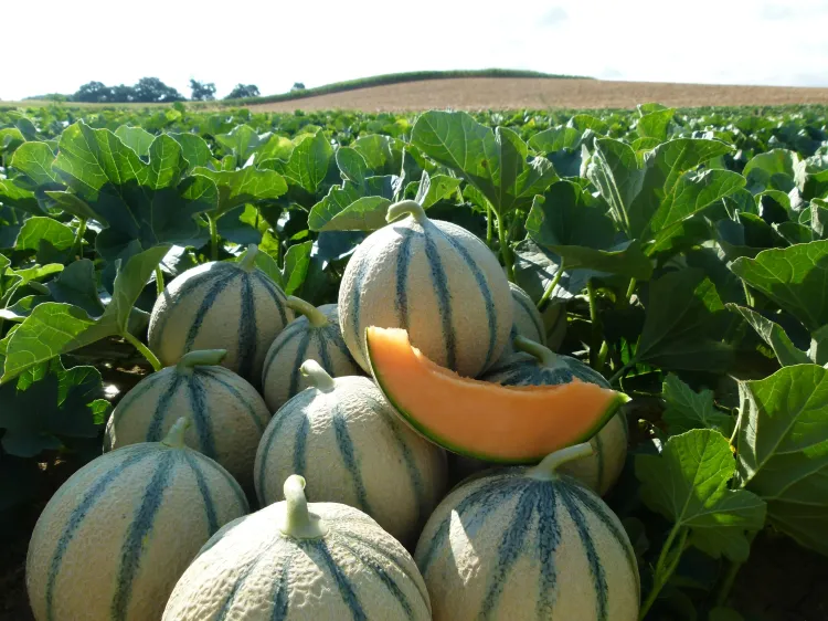 Melons TROKADERO F1 empilés, dans un champs de melon. Un des fruits est coupé 