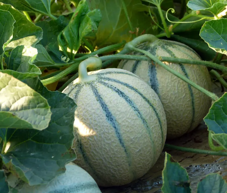 Melon TROKADERO F1 au sol, 2 pièces