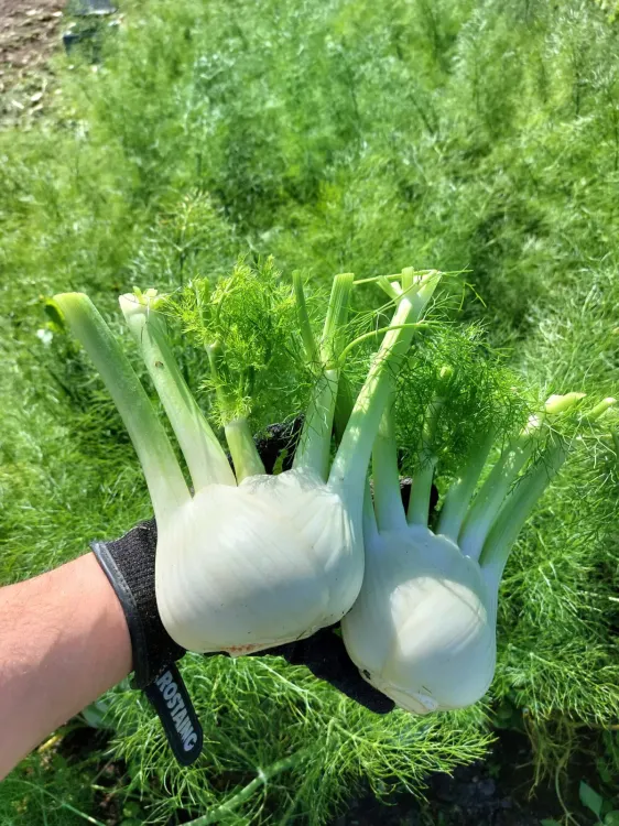 HM.CLAUSE disponible agriculture biologique photo de Vasari F1