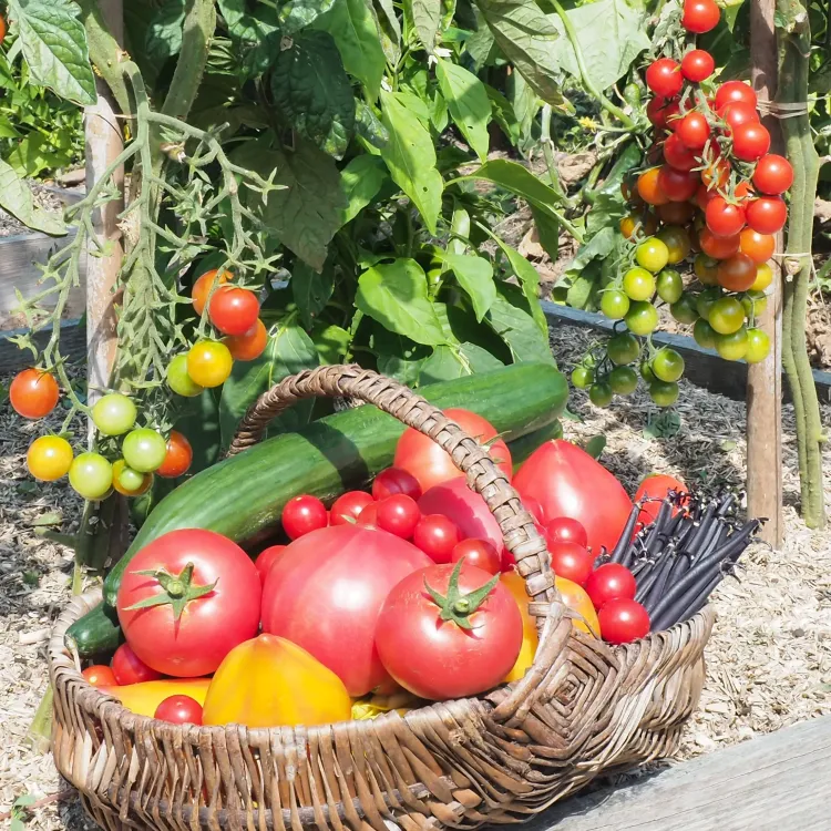 Panier garni de légumes de variétés HM.CLAUSE HOME GARDEN