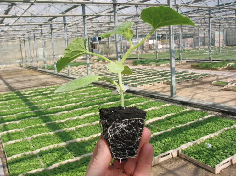 Porte-greffe de tomate tenu en main dans une serre pour HM.CLAUSE