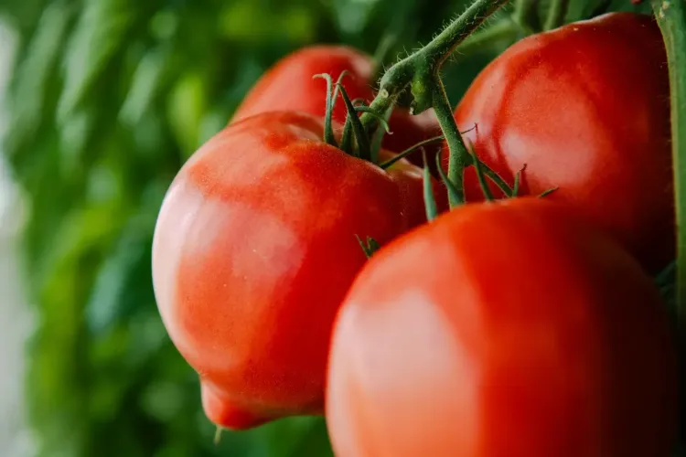 Tomate Dossimo F1 HM.CLAUSE disponible agriculture biologique