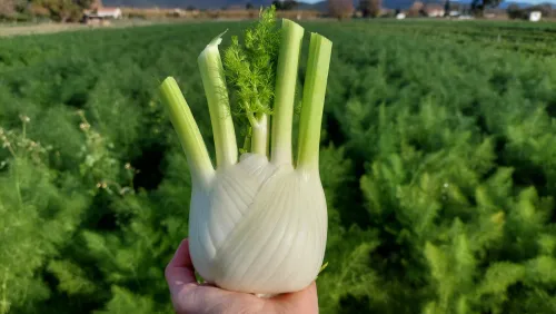 Bernini F1 fenouil HM.CLAUSE disponible en semences agriculture biologique