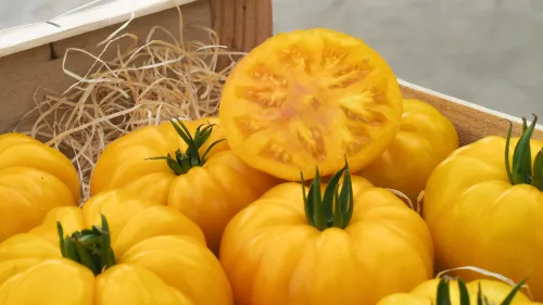 Delisun F1 tomate type Ananas HM.CLAUSE disponible en semences agriculture biologique