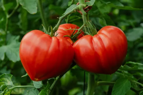 Diamandia F1 tomate type coeur HM.CLAUSE disponible en semences agriculture biologique