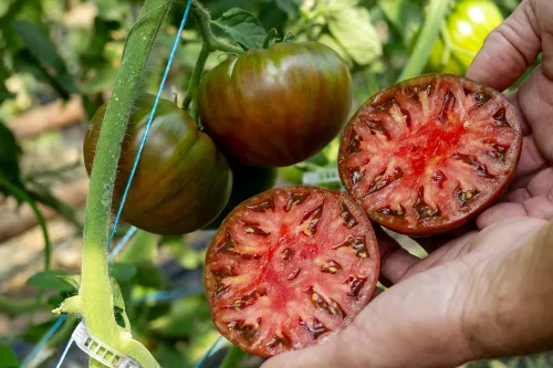 Tomate indéterminée HM.CLAUSE coupée en deux et tenue en main